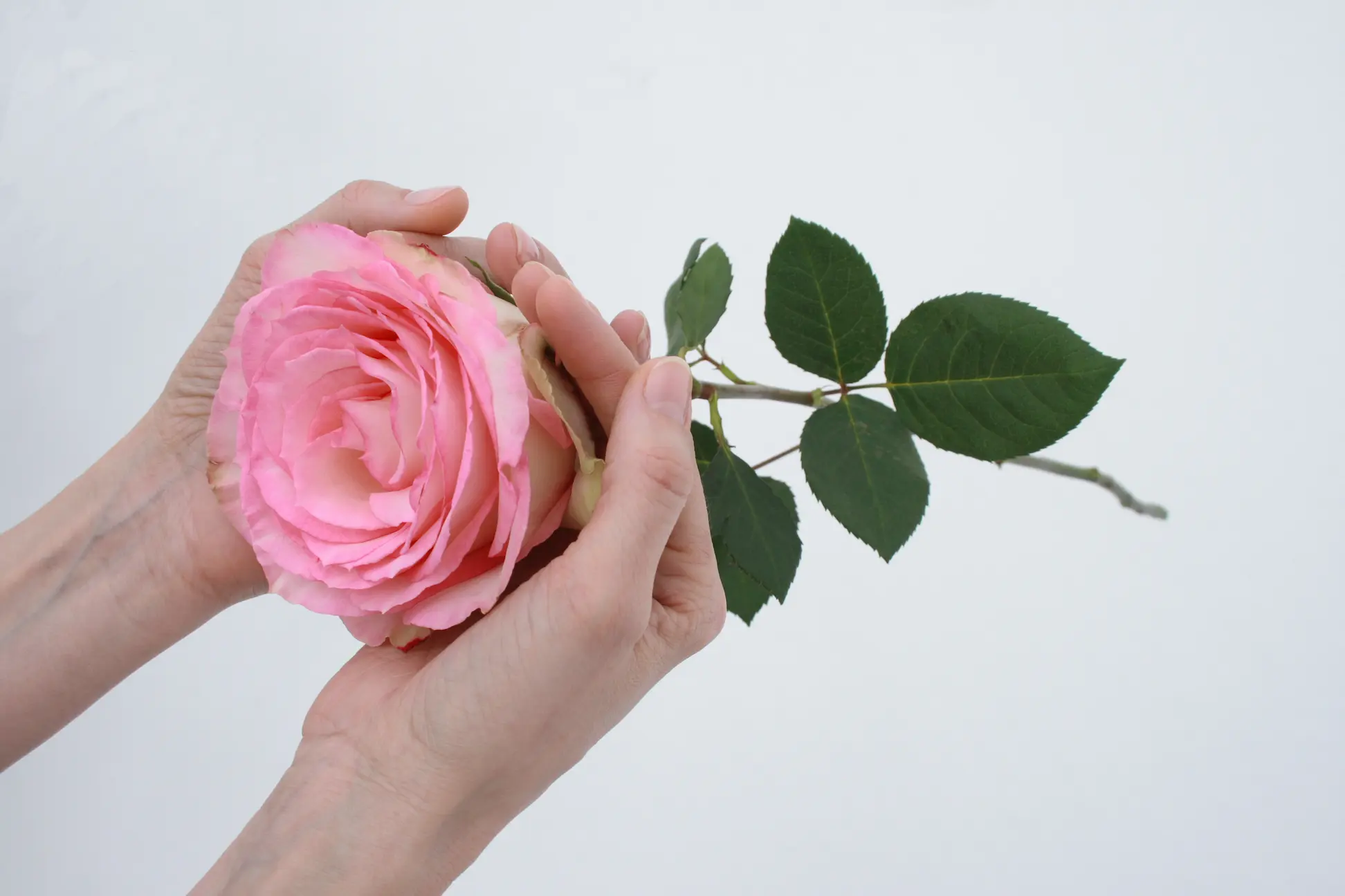 twee handen koesteren een roos