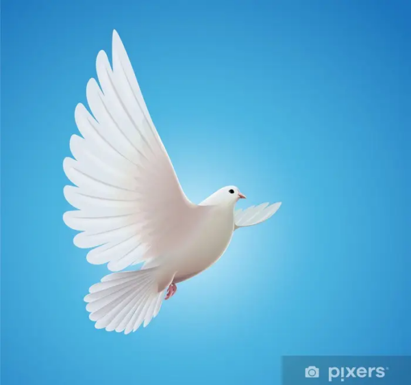 white dove
